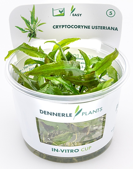 Dennerle Cryptocoryne usteriana In-Vitro Cup