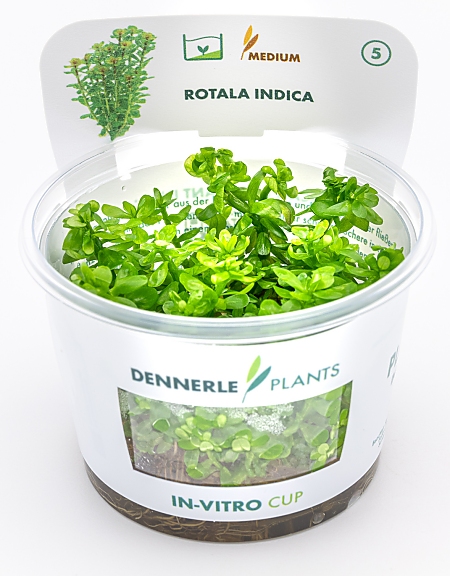 Dennerle Rotala indica 'Bonsai' In-Vitro Cup