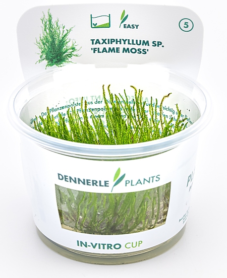 Dennerle Taxiphyllum sp. 'Flamme Moss' In-Vitro Cup