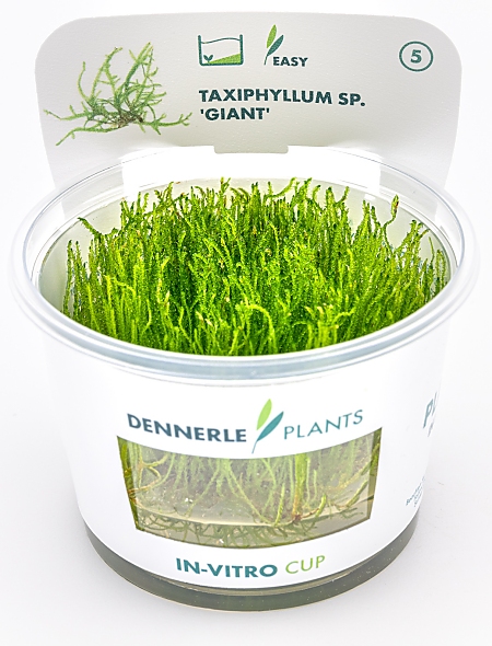 Dennerle Taxiphyllum sp. ´Giant´ In-Vitro Cup