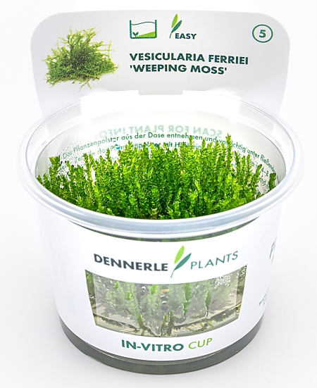 Dennerle Vesicularia ferriei 'Weeping Moss' In-Vitro Cup