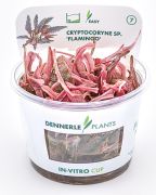 Dennerle Cryptocoryne spec.'Flamingo' In-Vitro Cup