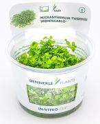 Dennerle Micranthemum tweediei In-Vitro Cup